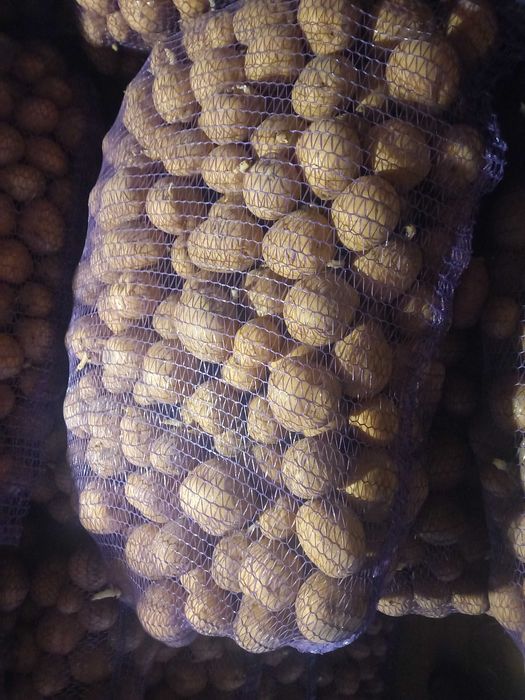 Картопля насіння картоплі