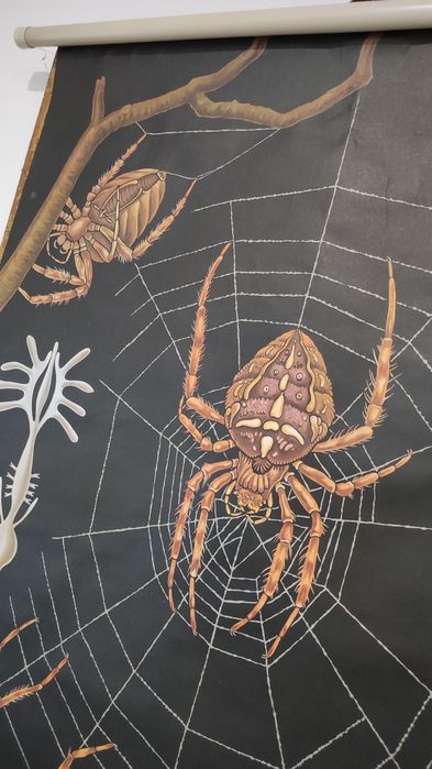 Cartaz escolar antigo - Zoologia Aranhas
