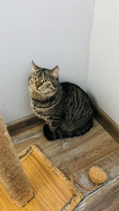 Котик шукає дім. дуже ласкавий