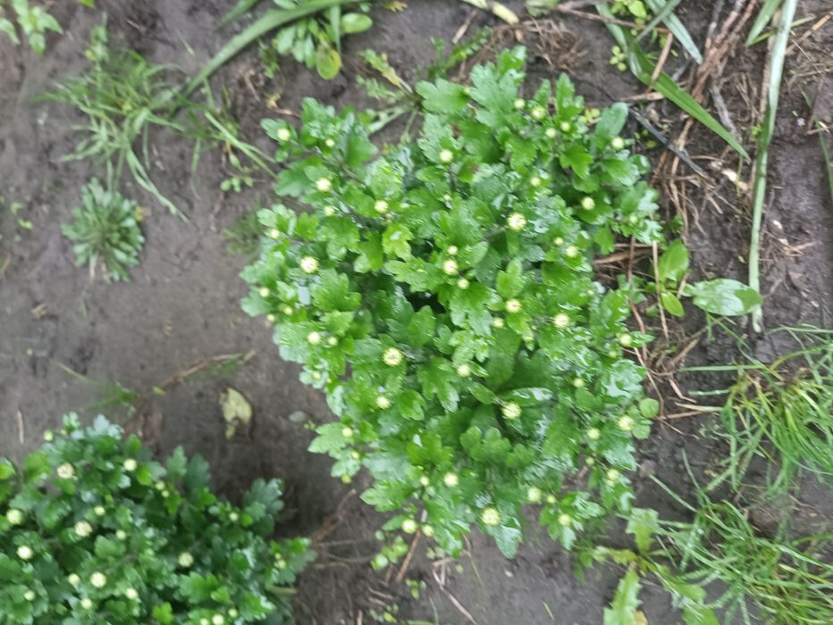 Хризантема мультифлора