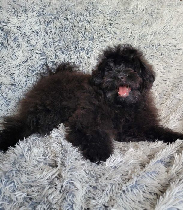 Teddy неймовірно імпозантний плюшка ПомаПу (PomaPoo) зі столиці