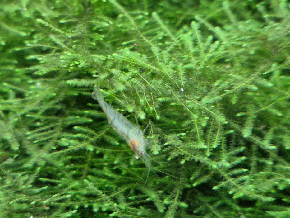 Troco plantas por camarões neocaridina