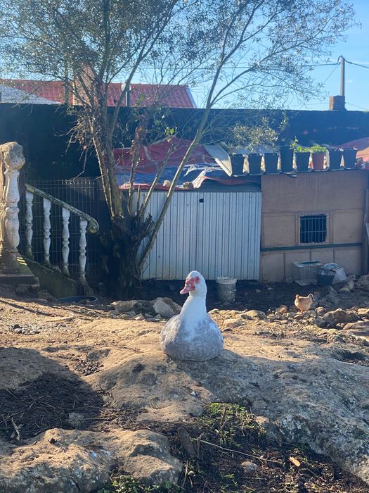 Patos mudos macho e fêmea