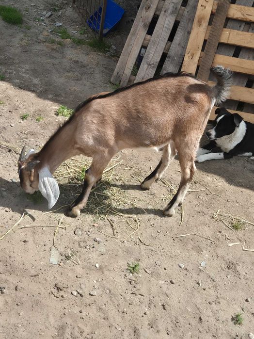 Koziołki anglonubijskie