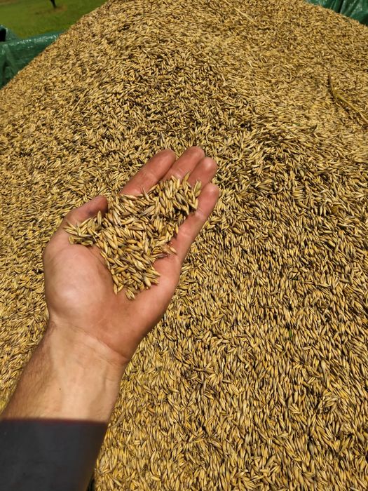 Owies -2025 Owies jary