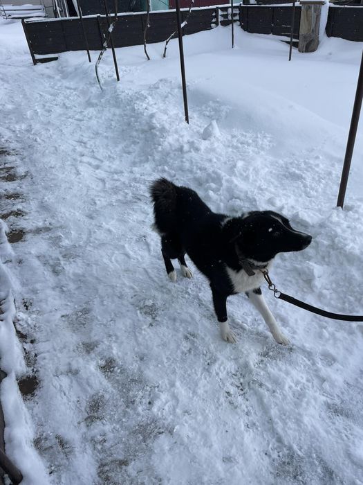 Продається р-є лайка