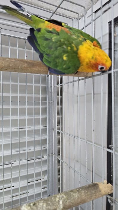 Aratinga jandaia e ring neck