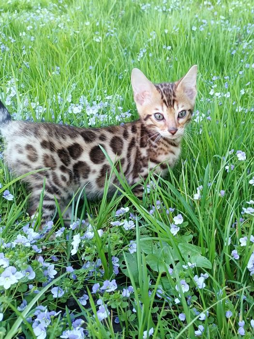 Бенгальські котики з документами.