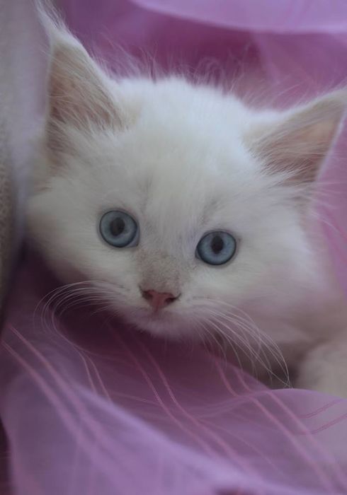 Зимова сніжинка з блакитними очима