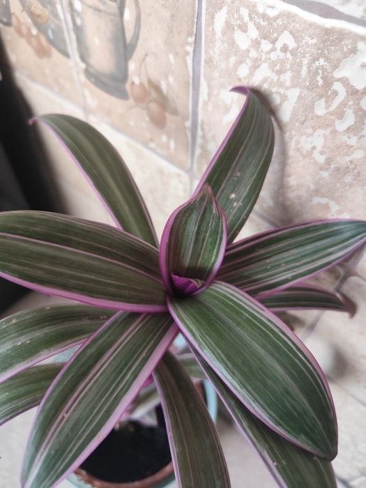 Trzykrotka piękna z nową doniczką