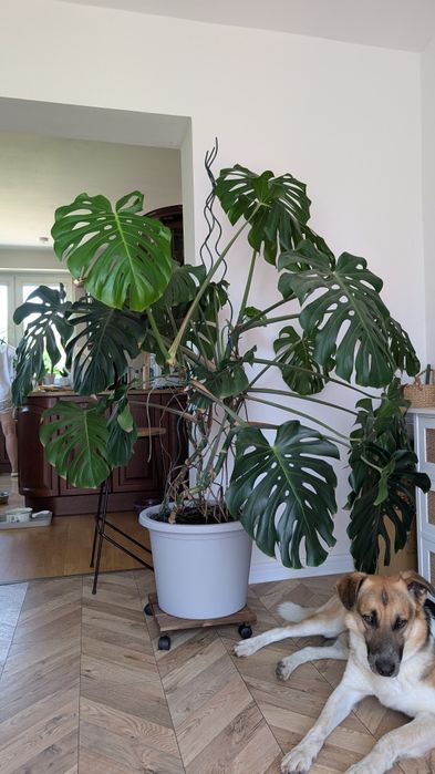 Monstera piękna zdrowa