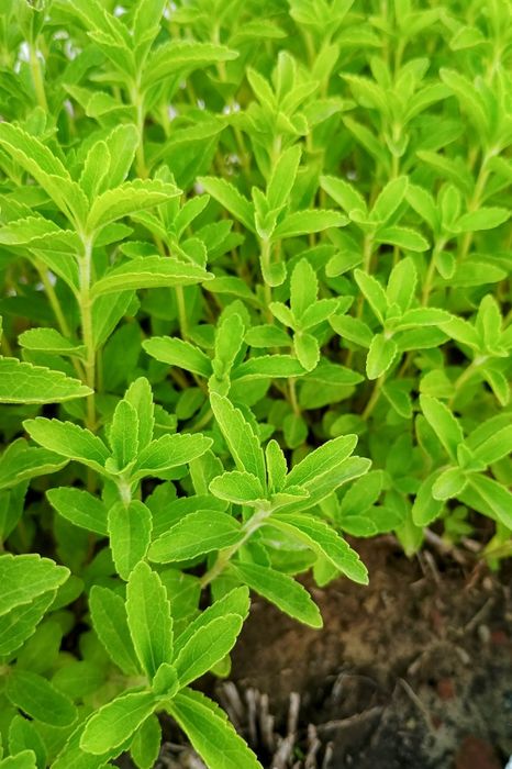 Стевія. Іспанська селекція. Природний замінник цукру