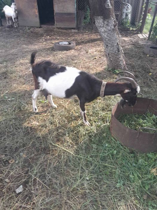Коза молочна,3 роки