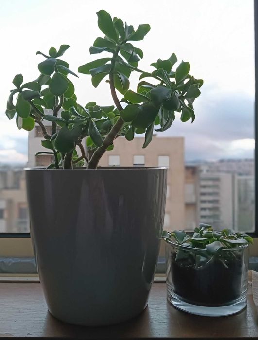 Planta Jade (Crassula ovata) propagada – Suculenta resistente