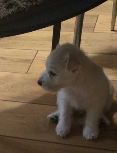 West Highland White terrier chłopiec