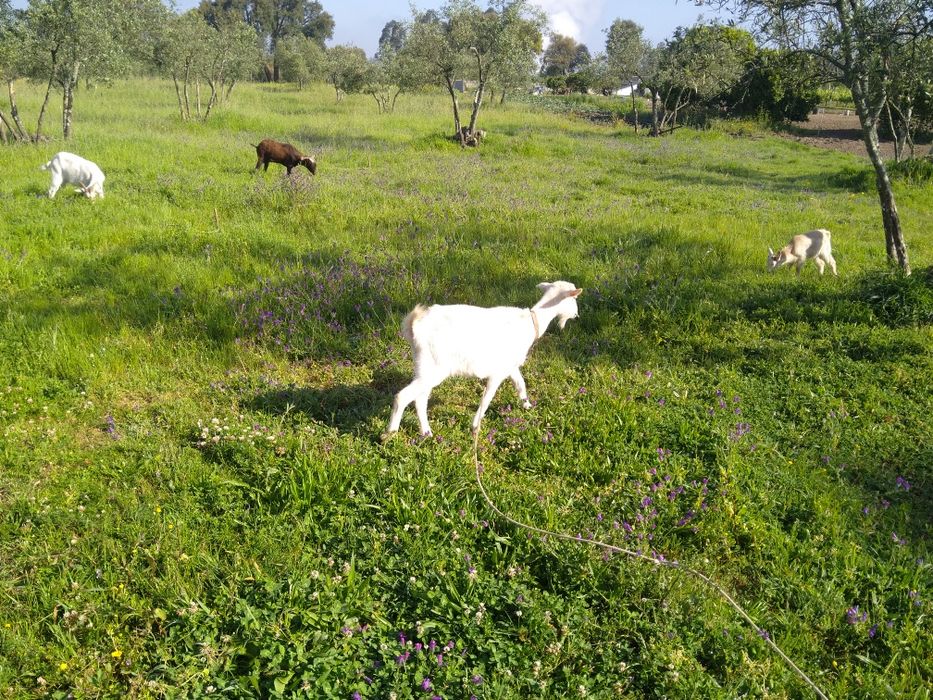 Vendo Cabrito Saanen com Murciano