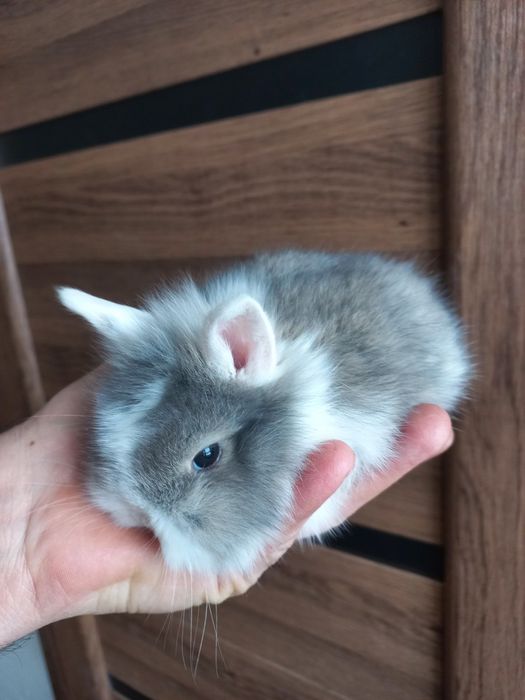 Декоративні кролики