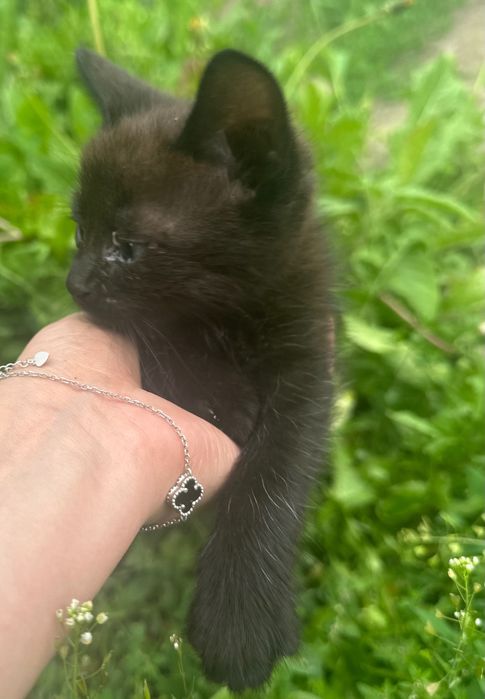 Котята в добрі руки