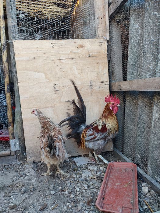 Casal de coquichos