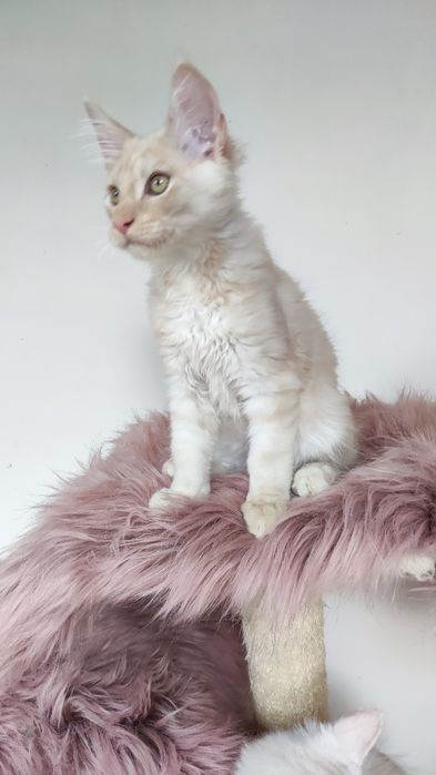 Maine Coon kocur fpl - odbiór po 15.05
