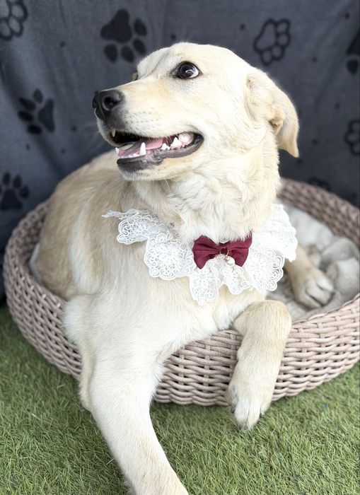 Лабродор дівчинка цуценя