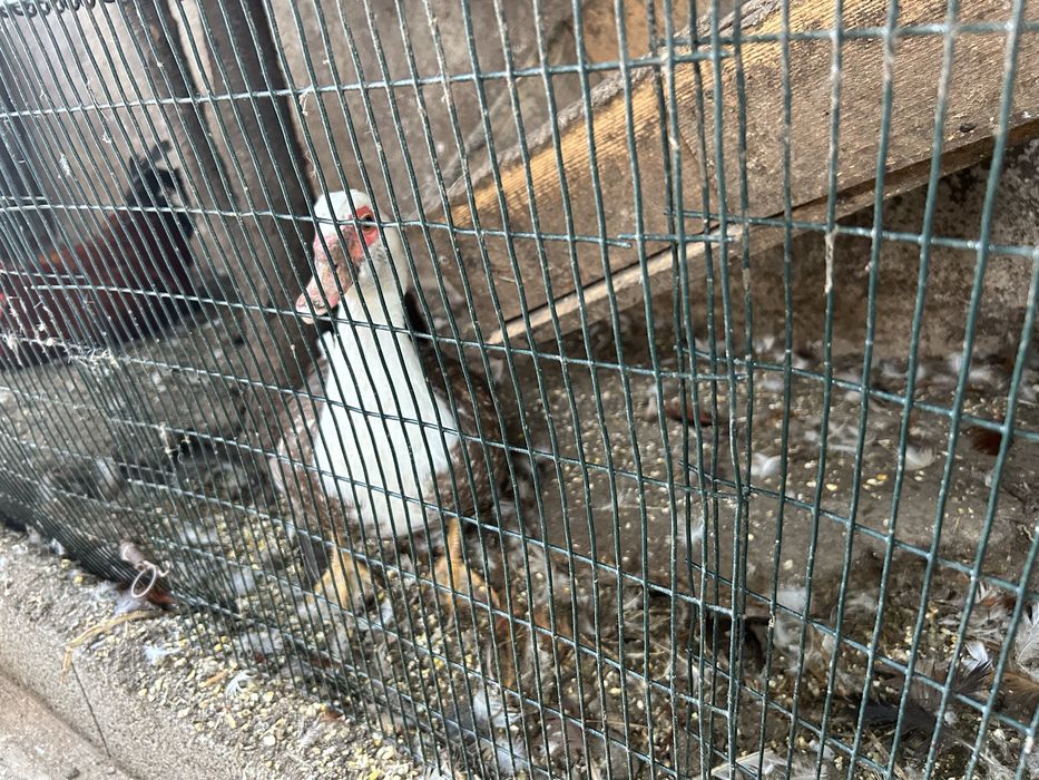 Vendo patos mudos e patos reais