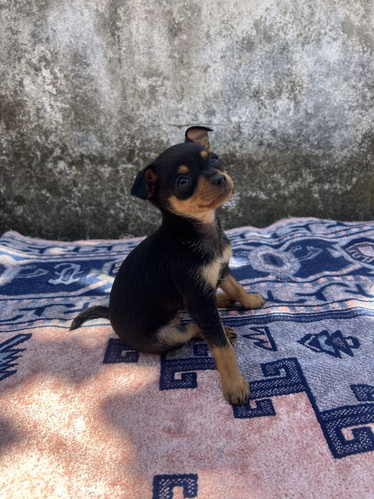 Pinscher miniatura - fêmea