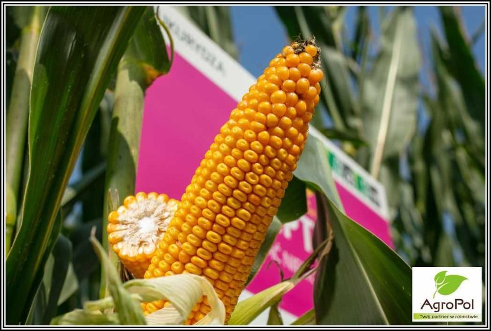 Kukurydza INCEPTION - Rekordowy Plon -Niskie Wymagania -Potężna Kolba