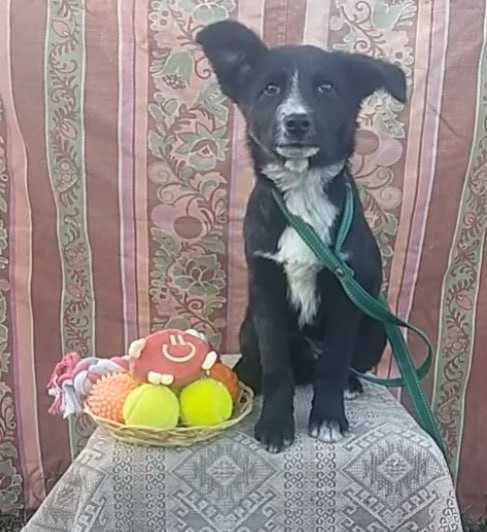 щенок аир мальчик ищет дом