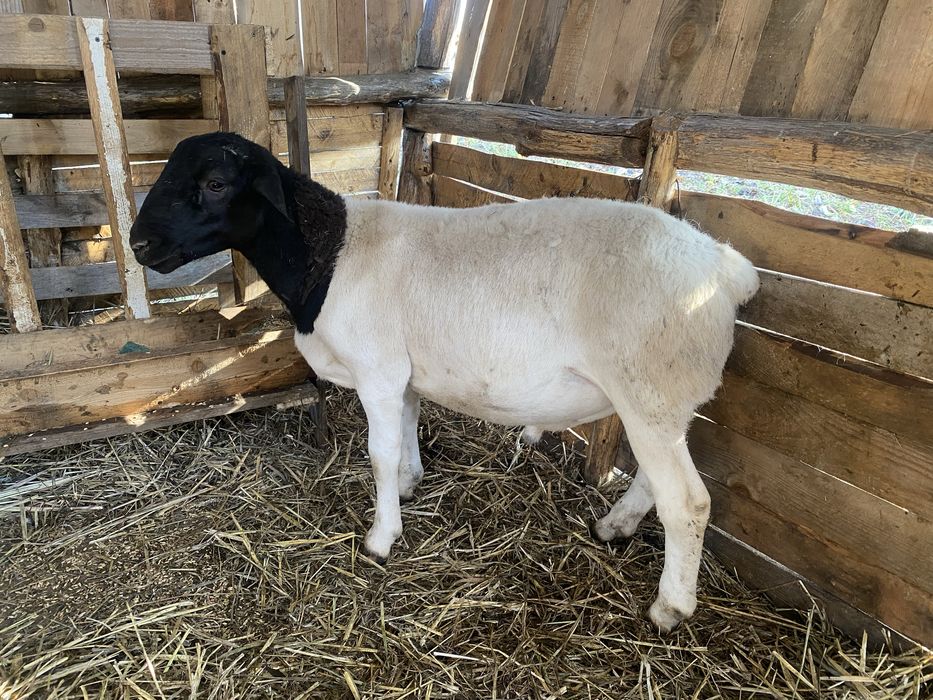 Дорпер 100% вівці барани овечки ягнята