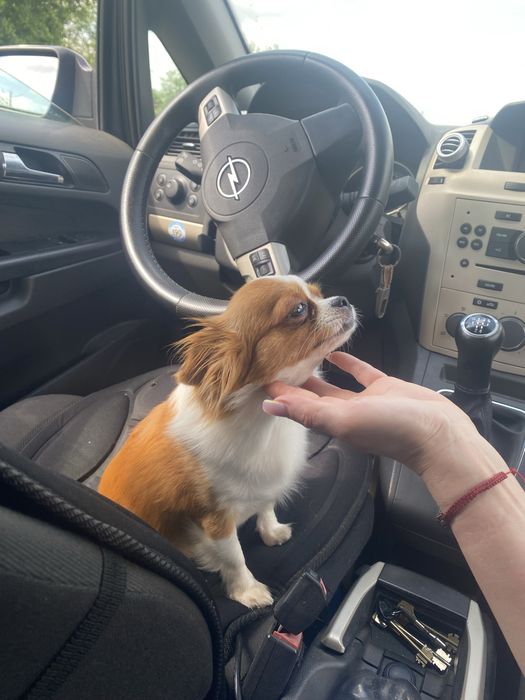 Шукаємо хлопчика чіхуахуа для вʼязки!!!