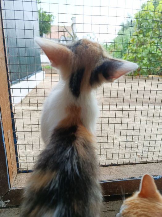 Gatinha  bebé para adoção