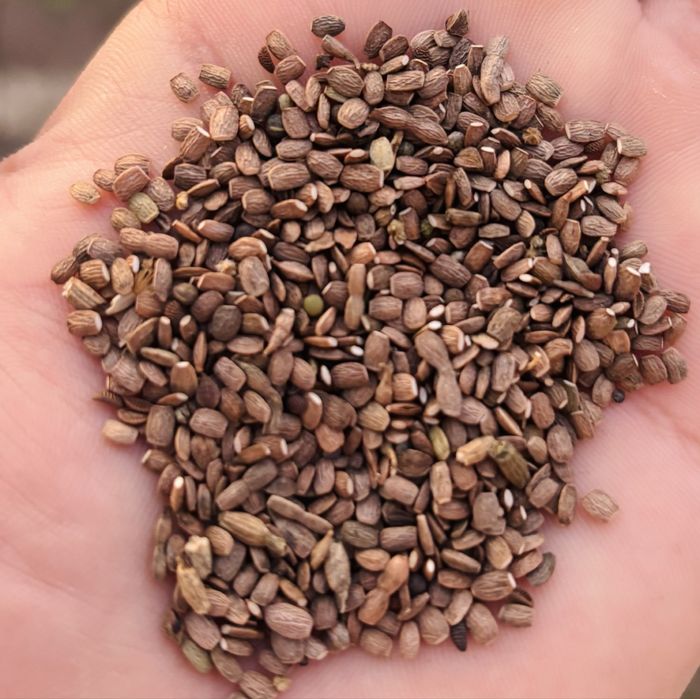 Seradela pastewna zbiór 2025 hurt-detal wysyłka kurier