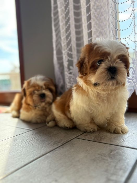 Shih-tzu  piekny piesek z rodowodem + wyprawka