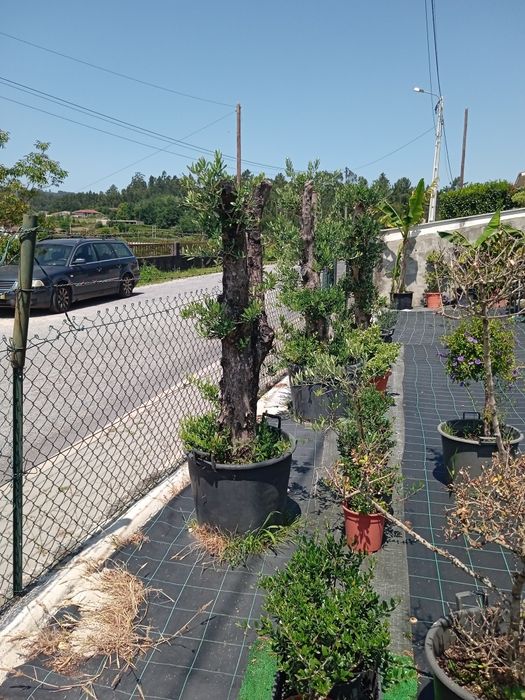 Grama brasileira/ tabuleiros de 104 pés / FAÇA SEBES COM FOTINIA