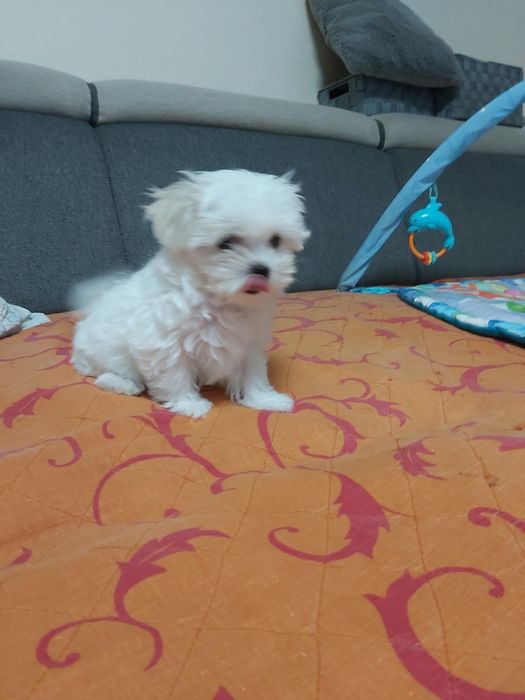 Maltańczyk z rodwowodem