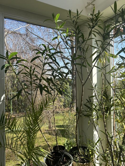 Oleander różowy 1 z dwoch do wyboru