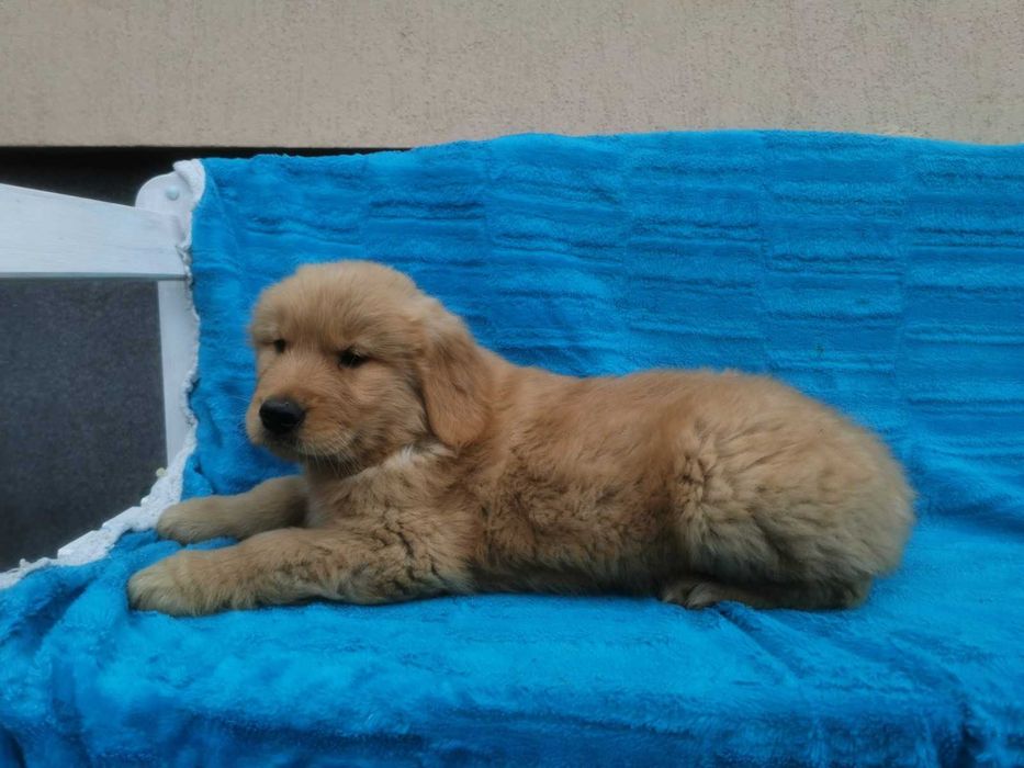 Golden Retriever - ciemno-złoty szczeniak