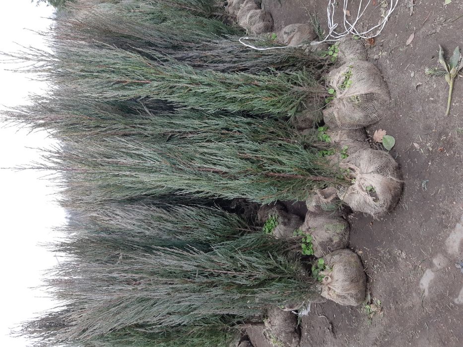 Jałowiec Blue Arrow 160cm