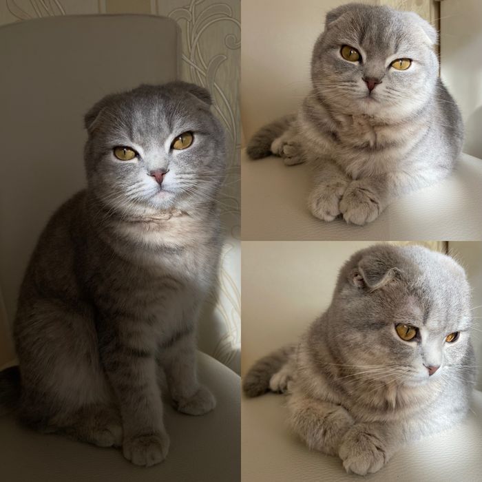 Шукаю Кота (прямовухого) для вʼязки