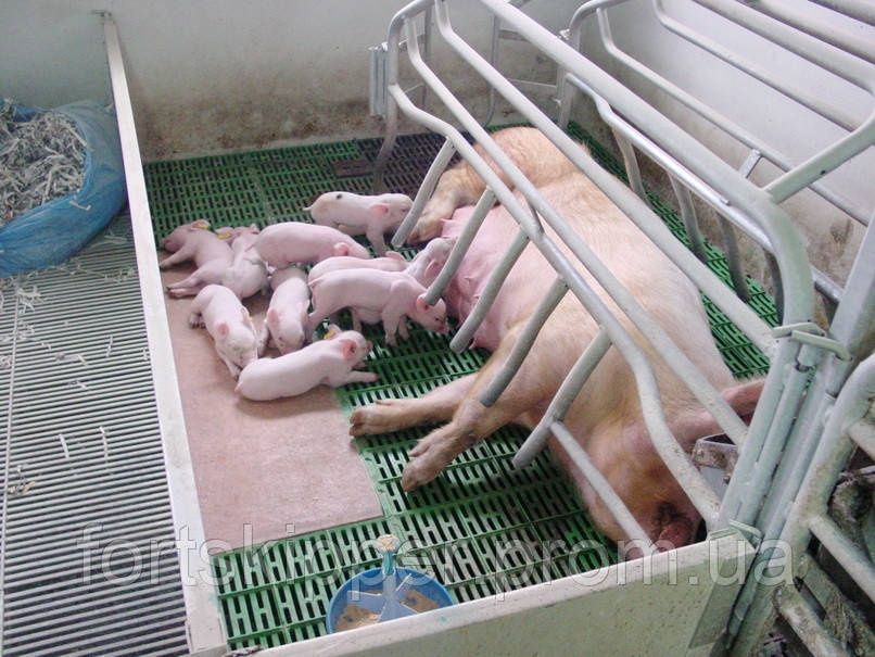 Поросята з доставкою