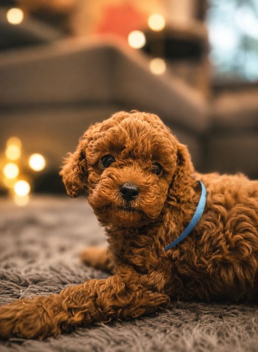 Cavapoo cavadoodle