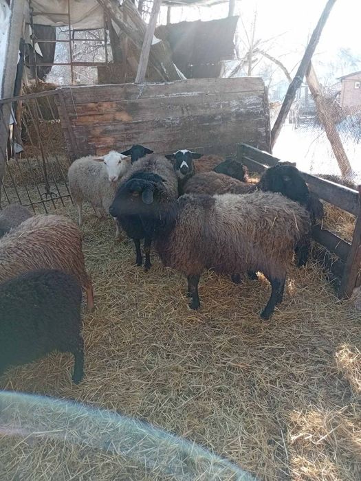 Продам овец вівці строчно