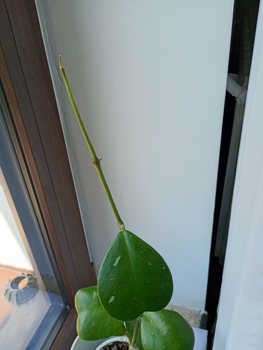 Hoya kerri sprzedam.