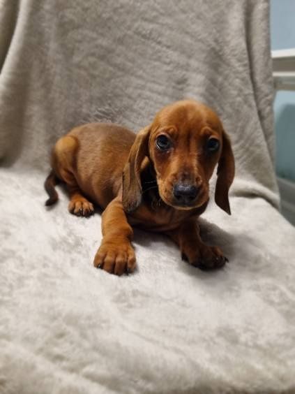 Jamnik krótkowłosy