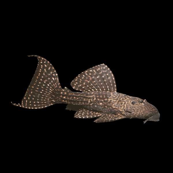 L452 Pleco Mustang Cactus WF/F0 ok 10cm