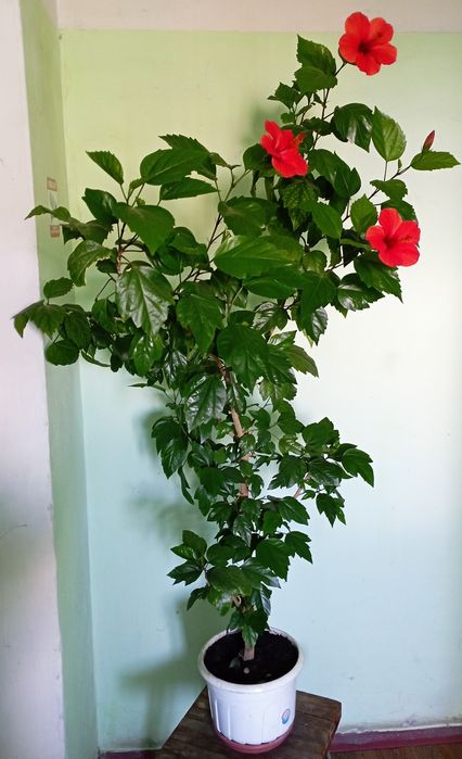Гібіскус,розан китайський