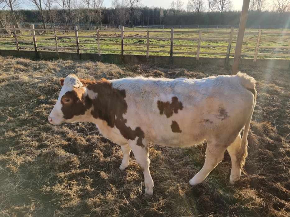 Jałówki 19 miesięczne do zacielenia