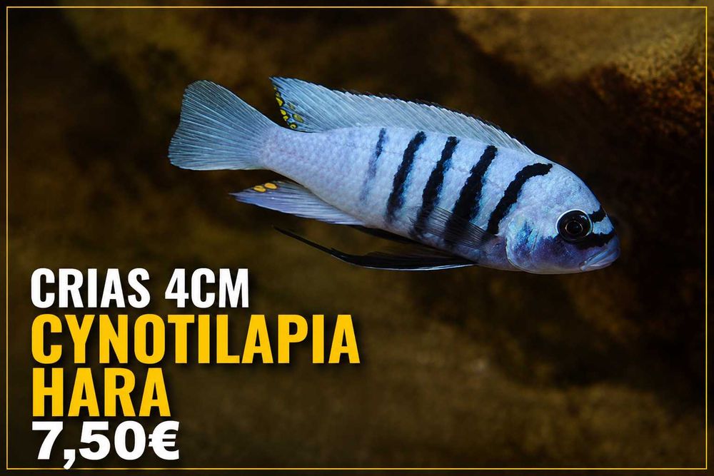 Cynotilapia Hara