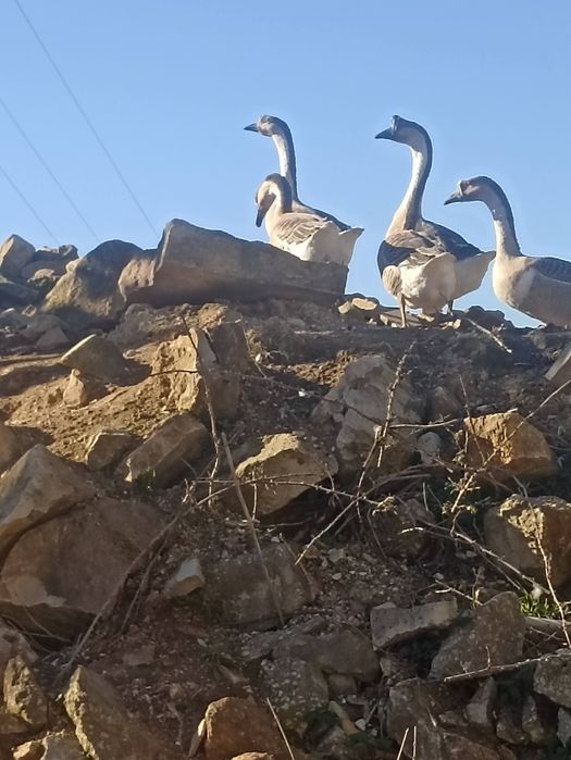 Gansos da Guiné novinhos